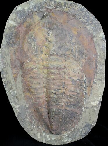 Cambropallas Trilobite From Morocco - Heavily Restored #28930